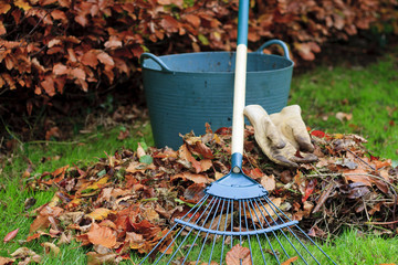 Gathering Autumn leaves - landscape