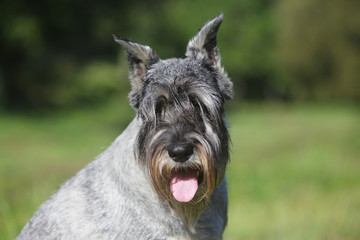 Close-up portrait of a Schnauzer dog