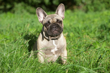 French Bulldog puppy in grass