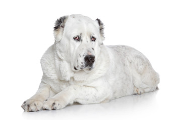 Central Asian Shepherd Dog