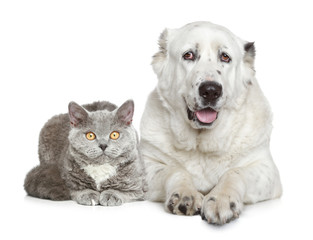 Central Asian Shepherd Dog and beautiful cat