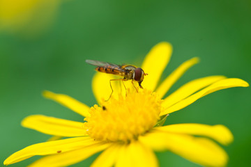 Bee on yellow daisy