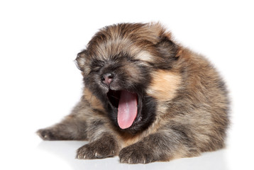 Spitz puppy (2 week) yawn on white background
