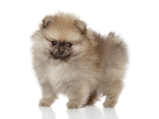 Spitz puppy posing on white background