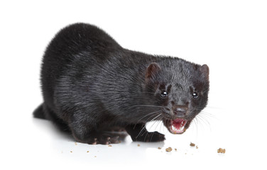 Black mink eat dry food