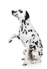 Dalmatian dog gives paw