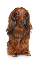 Dachshund puppy on a white background
