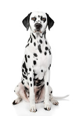 Dalmatian dog portrait - 37142384