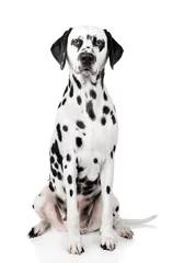 Crédence de cuisine en verre imprimé Chien Dalmatian dog portrait
