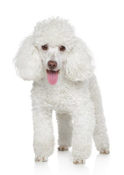 White Miniature Poodle