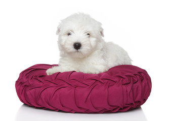 West Highland White Terrier puppy (1 month)