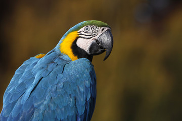 Gelbbrustara © Martina Berg