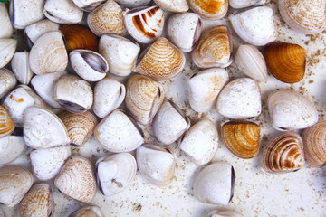 Limpets and Shells