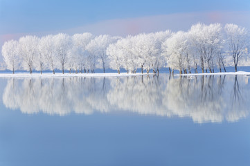 winter trees covered with frost