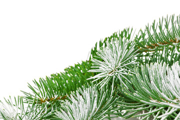 snowbound branch of fir isolated on white background