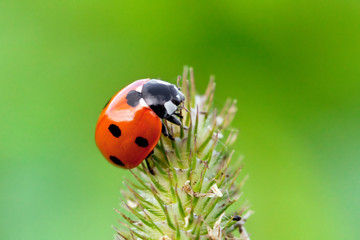 Fototapeta premium ladybug