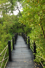 Wooden bridge in mangrove forest