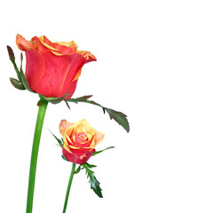 red and orage roses on white background