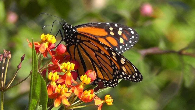 Monarch Butterfly - macro