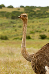 Vogelstrau&szlig; Ostrich s&uuml;dafrika