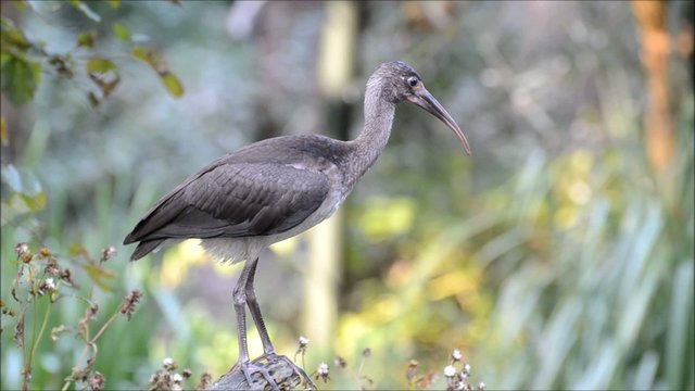 Afrikanischer Vogel