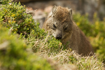 Klippschliefer dassie s&uuml;dafrika tsitsikamma garden route
