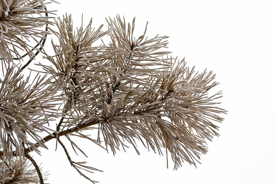dry pine branch covered with frost