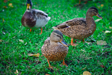 three ducks walk on the grass