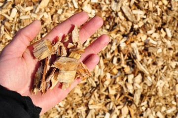 wood biomass