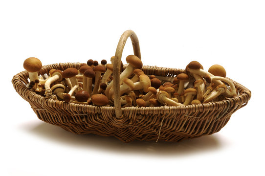 Agrocybe aegerita