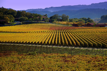 Napa Valley in the fall
