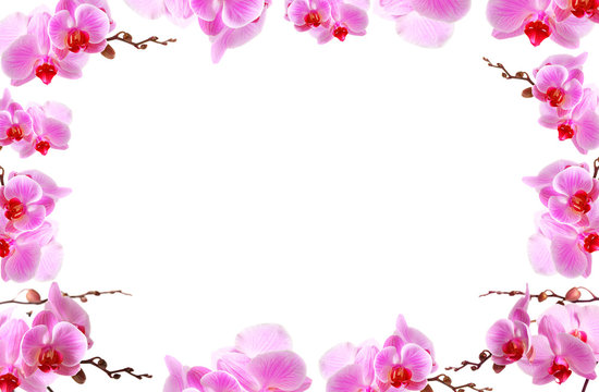 Orchid flowers border with white copy space