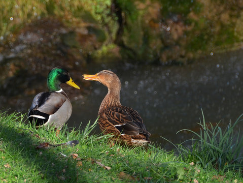 ducks couple near the waterfall