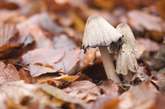 Coprinus Comatus