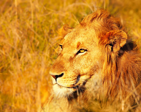 Beautiful wild african lion