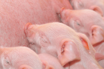Baby Pigs Feeding with Mother © Anatolii