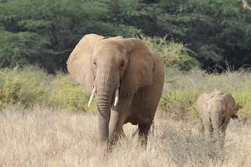 Obraz na płótnie Canvas A mother elephant and her calf