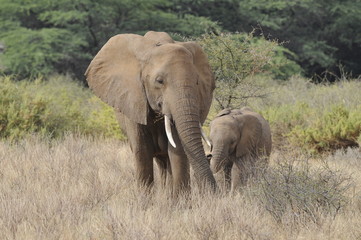 Naklejka na ściany i meble African bush elephant in Masai Mara, Kenya