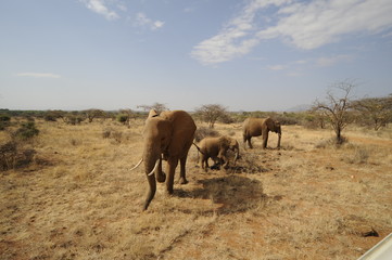 Fototapeta na wymiar Słoń afrykański w Masai Mara w Kenii