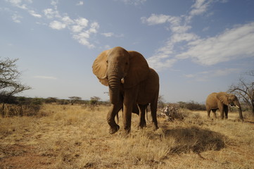 Fototapeta na wymiar African elephant in the Masai Mara Park, Kenya