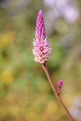 ケイトウ　ヤリゲイトウ