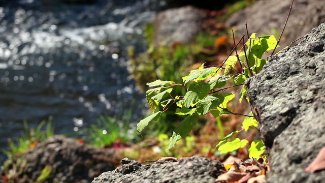 Young tree on stones at river coast
