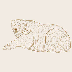 White Polar Bear. Vector illustration.