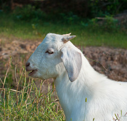 Obraz premium white goat portrait