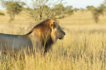 Obraz na płótnie Canvas Lion w Kalahari