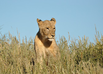 Lion du Kalahari