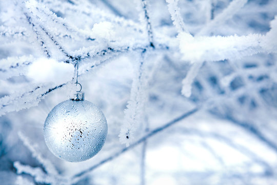 pallina argento su ramo brinato