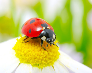 ladybug © Alekss