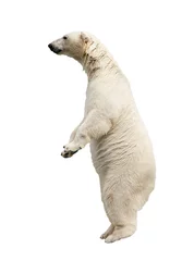 Crédence de cuisine en verre imprimé Ours polaire Standing polar bear