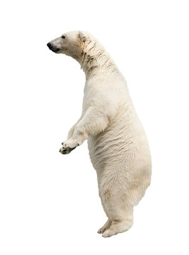 Standing polar bear